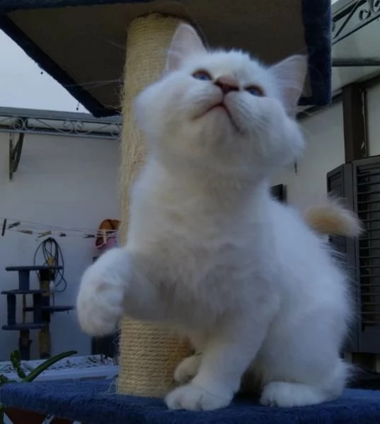 cuccioli sacro di birmania con pedigree, | Foto 5