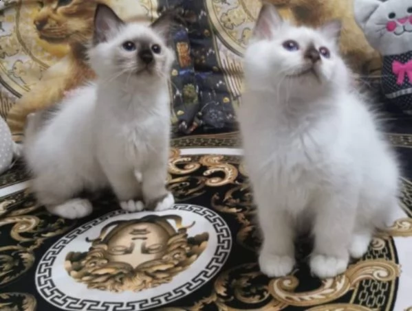 cuccioli sacro di birmania con pedigree, | Foto 4