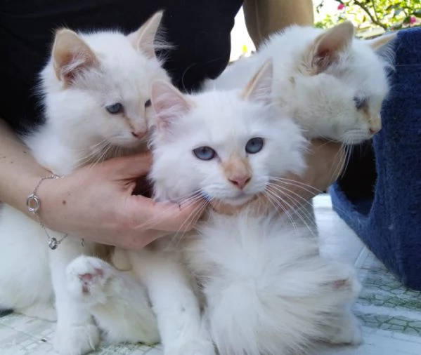 cuccioli sacro di birmania con pedigree, | Foto 3