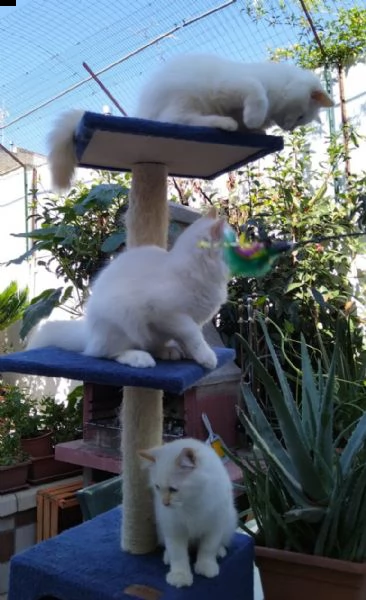 cuccioli sacro di birmania con pedigree, | Foto 1