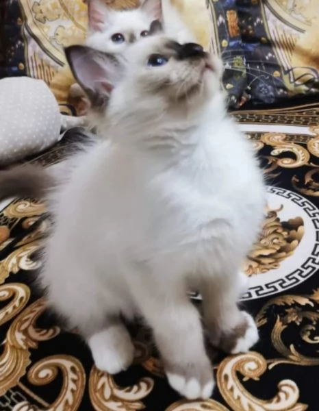 cuccioli sacro di birmania con pedigree, | Foto 0