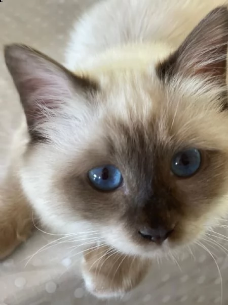 cuccioli sacro di birmania 