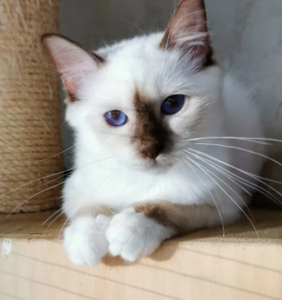 cuccioli sacro di birmania  | Foto 5
