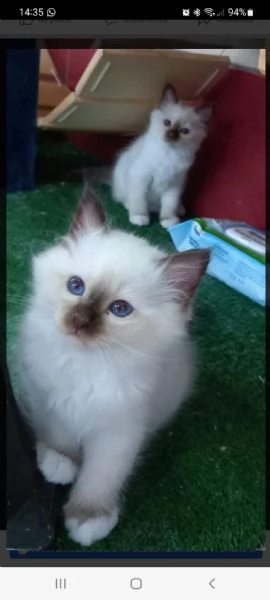 cuccioli sacro di birmania  | Foto 4