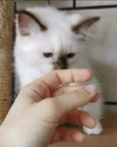cuccioli sacro di birmania  | Foto 3