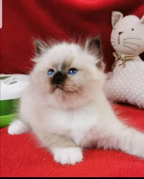 cuccioli sacro di birmania  | Foto 2