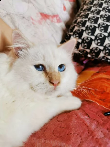 cuccioli sacro di birmania  | Foto 1