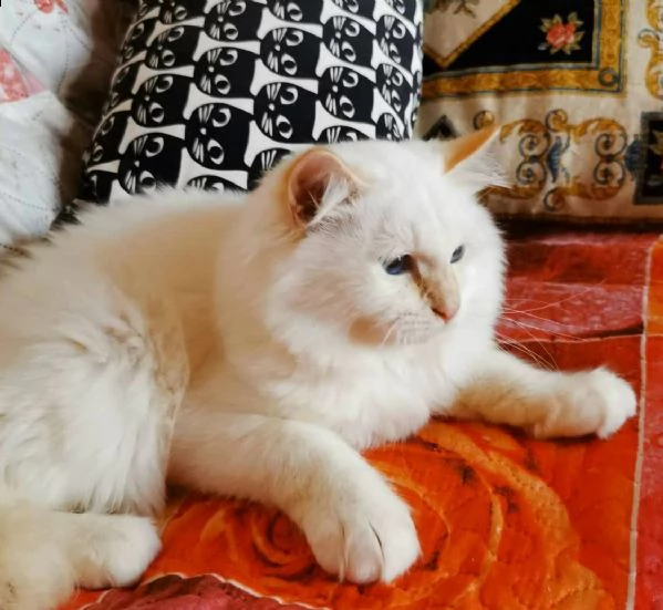 cuccioli sacro di birmania  | Foto 0