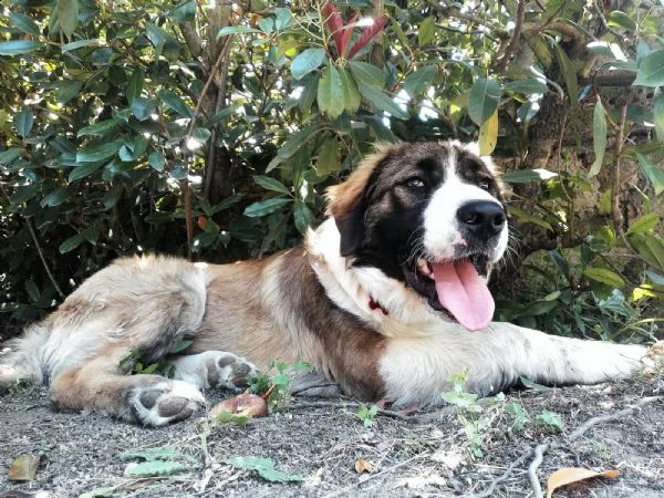 nando 1-2anni bravo bel carattere | Foto 2