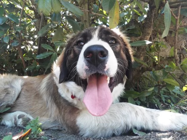 nando 1-2anni bravo bel carattere | Foto 1