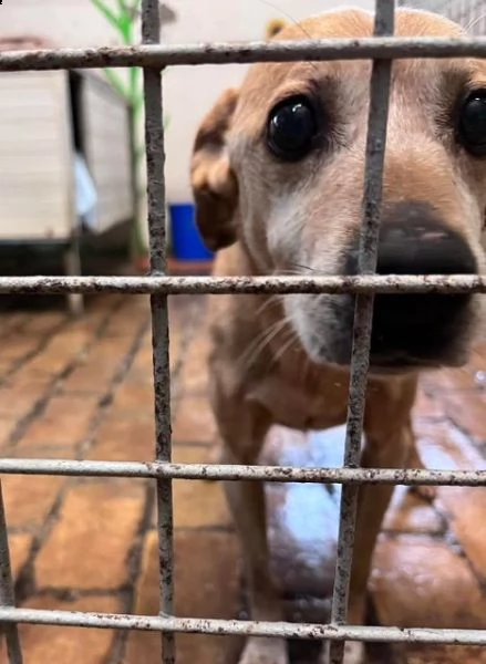 ciauscolino 11anni adottato e reso dopo 2gg | Foto 0