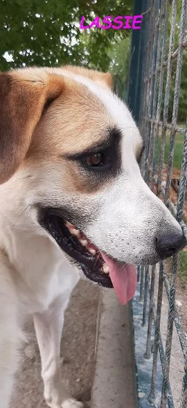 LASSIE giovanesocievole | Foto 3