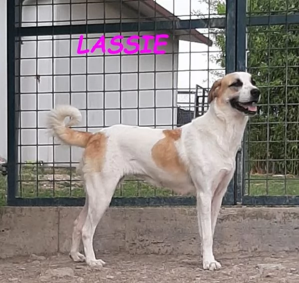 LASSIE giovanesocievole | Foto 1