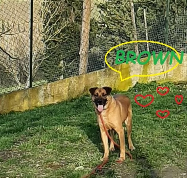BROWN un bel timidino | Foto 2