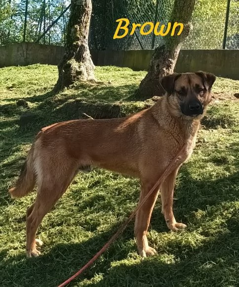 BROWN un bel timidino | Foto 1