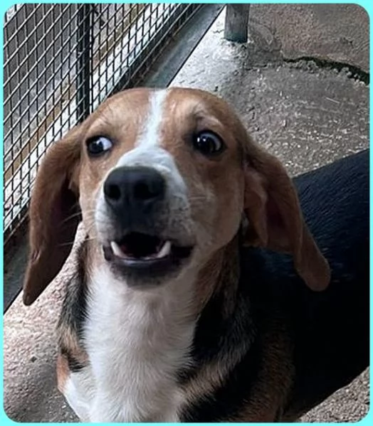 NAPOLEONE 4anni tenerissimo tg mediopicc | Foto 3