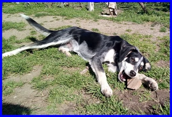 DUMBO 7anni un simpaticone  | Foto 0