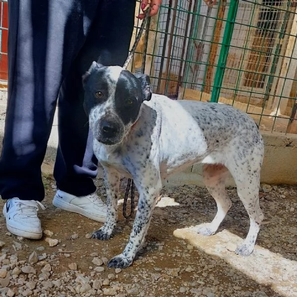 BRIA affettuosa cerca il contatto