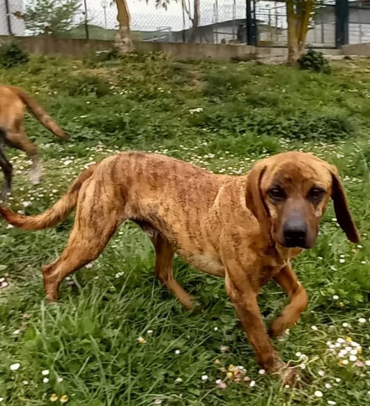 YUK 45anni pronto per ladozione | Foto 3