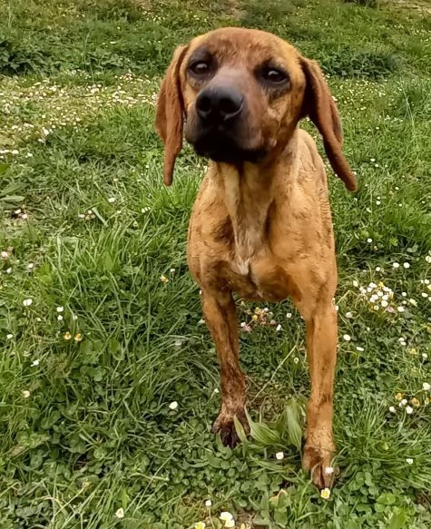 YUK 45anni pronto per ladozione | Foto 2