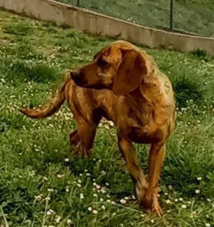 YUK 45anni pronto per ladozione | Foto 1