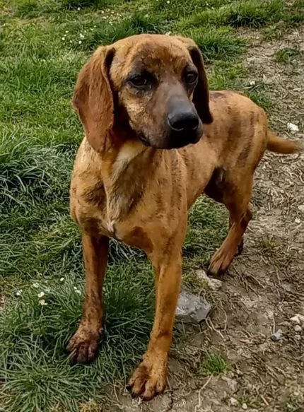 YUK 45anni pronto per ladozione