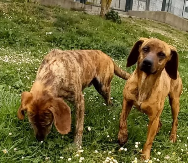 YUK 45anni pronto per ladozione | Foto 0