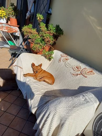 MOLLICA mini cagnolina 7anni  4kg | Foto 2