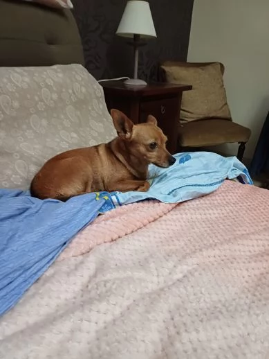 MOLLICA mini cagnolina 7anni  4kg | Foto 1