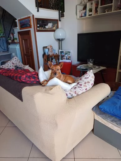 MOLLICA mini cagnolina 7anni  4kg