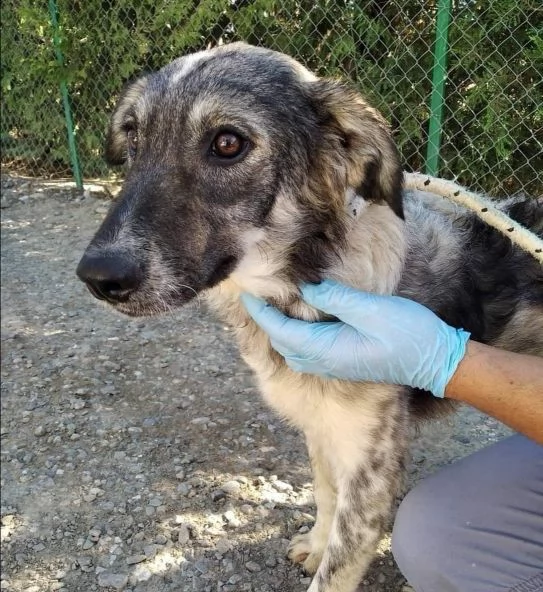 LORY occhi che supplicano