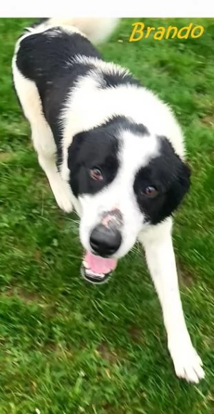 BRANDO e LASSIE  giovani sempre insieme | Foto 6