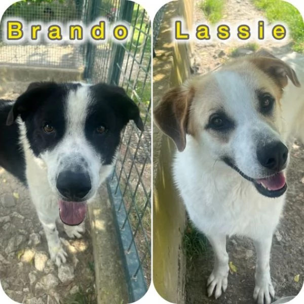 BRANDO e LASSIE  giovani sempre insieme
