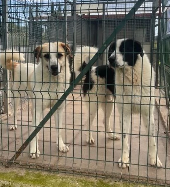 BRANDO e LASSIE  giovani sempre insieme | Foto 4