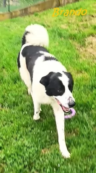 BRANDO e LASSIE  giovani sempre insieme | Foto 2