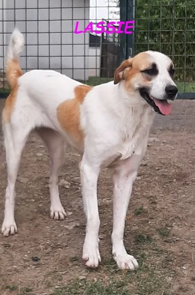 BRANDO e LASSIE  giovani sempre insieme | Foto 0