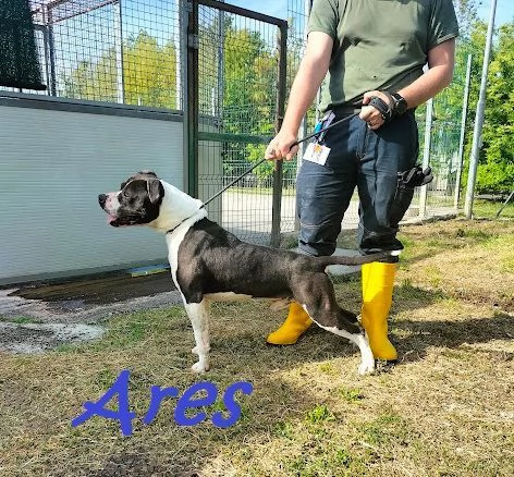 ARES giovane  solo per esperti | Foto 4