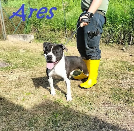 ARES giovane  solo per esperti