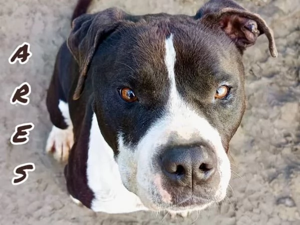 ARES giovane  solo per esperti | Foto 2