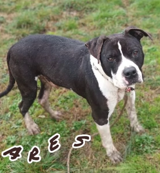 ARES giovane  solo per esperti | Foto 1