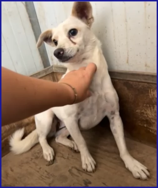 GIOIA timorosa 3anni viveva in un branco