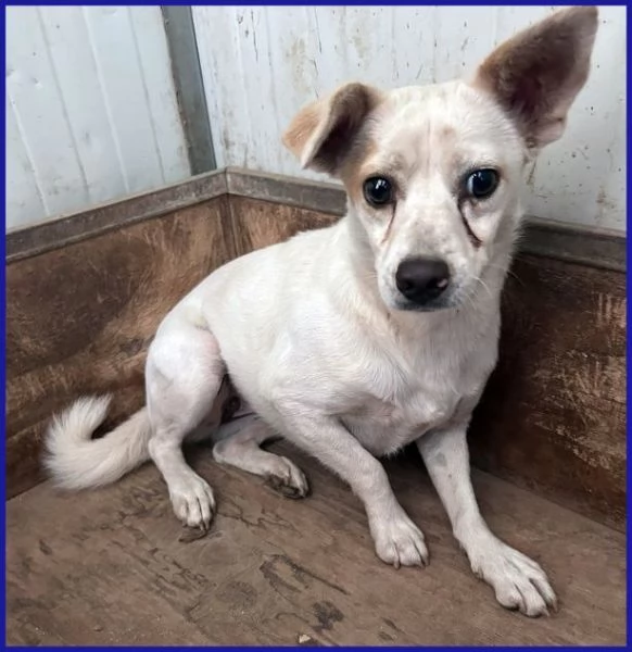 GIOIA timorosa 3anni viveva in un branco | Foto 1