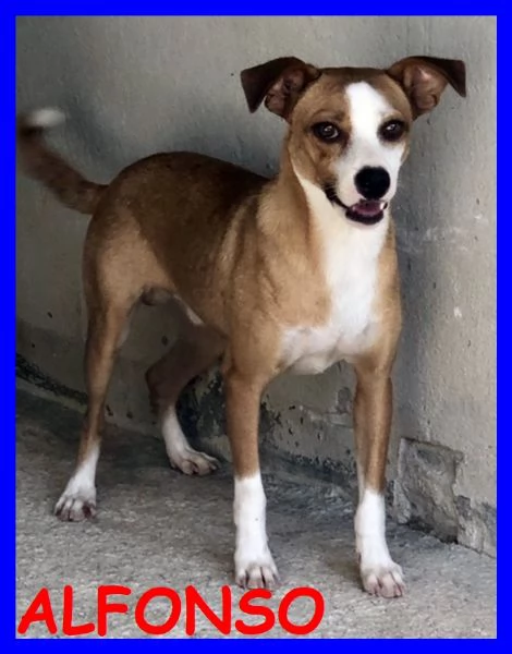 ALFONSO  8anni simpatico musetto timidino