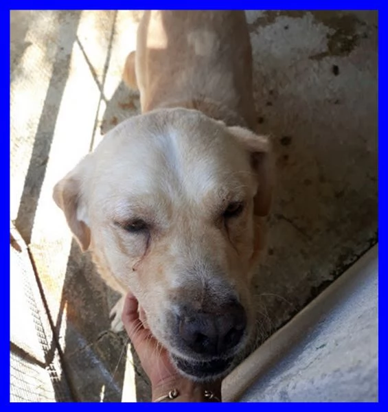 BIG BEN dolcissimo nonnino coccolone tg  | Foto 2