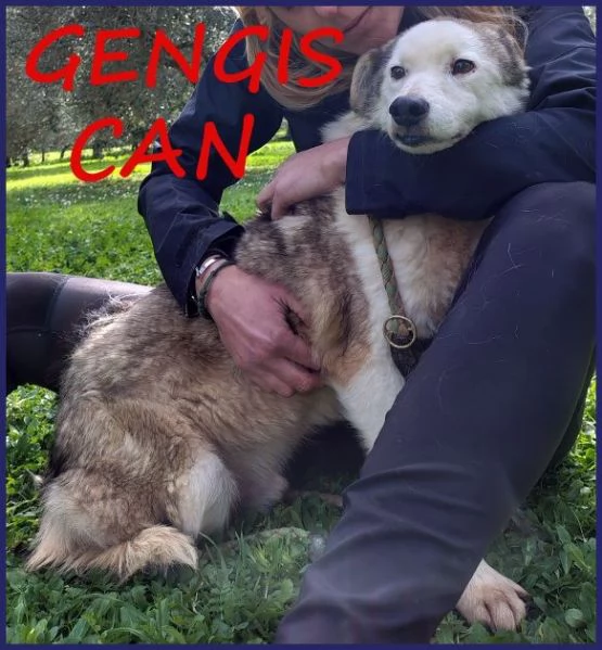 GENGIS CAN adorabile nonnino 