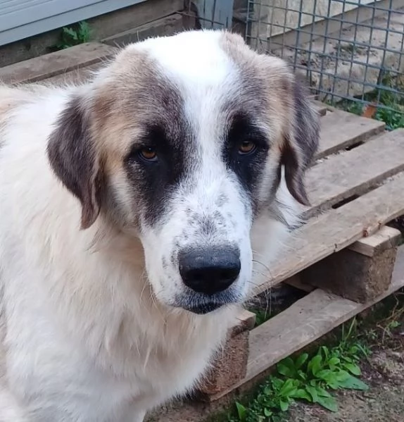 LUCA 2 anni di solutudine  | Foto 4