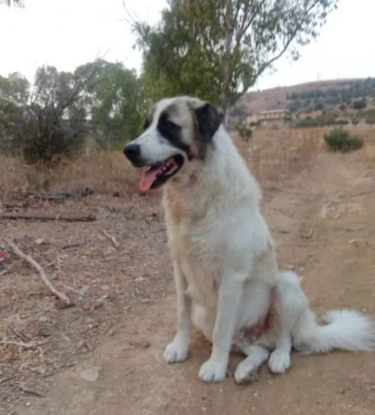 LUCA 2 anni di solutudine 