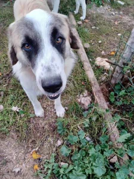 LUCA 2 anni di solutudine  | Foto 3