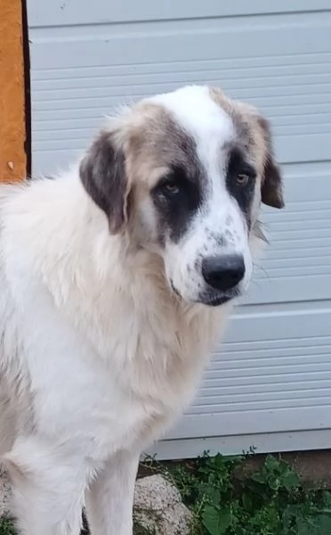 LUCA 2 anni di solutudine  | Foto 1