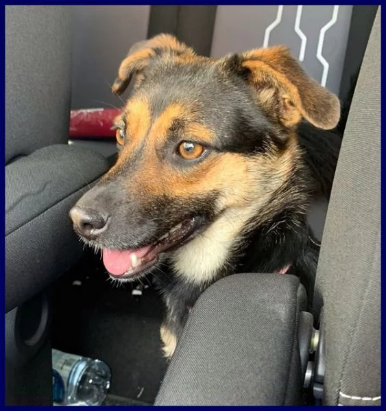 LILLY ed ARGO  simpatici vagabondi